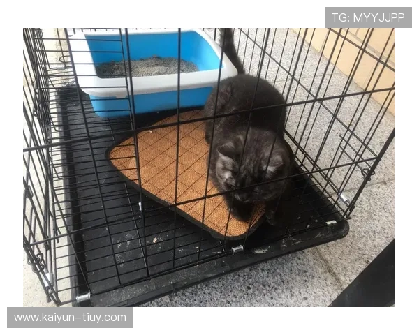 萌趣宠物猫日常生活记录与健康护理全攻略分享
